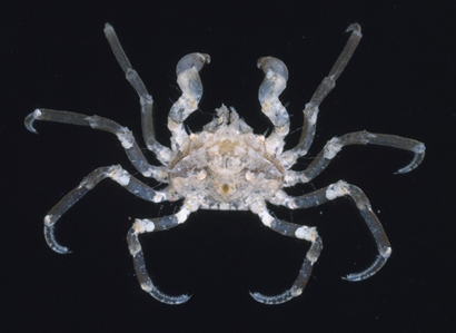 Three-pronged Sea Spider