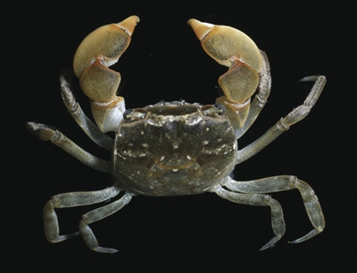Haswell's Shore Crab