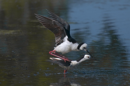 Black-winged Stilt