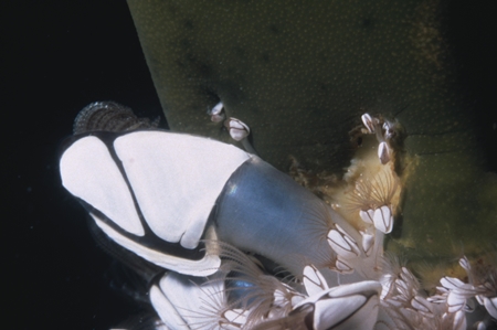 Goose Barnacle