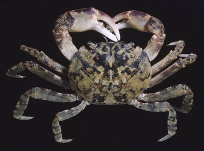 Burrowing Shore Crab