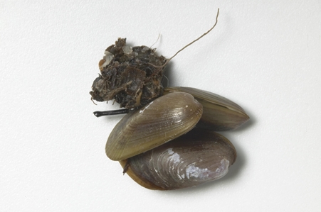 Senhouse's Mussel