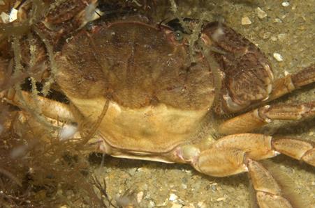 Rough Rock Crab