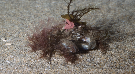 Small Seaweed Crab