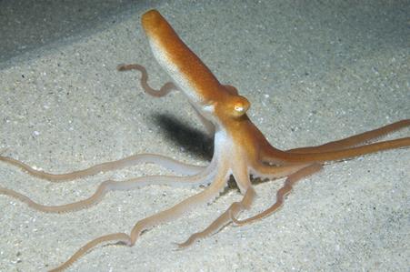 Southern Sand Octopus