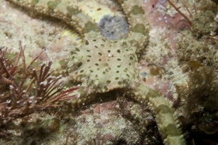 Brittle Star