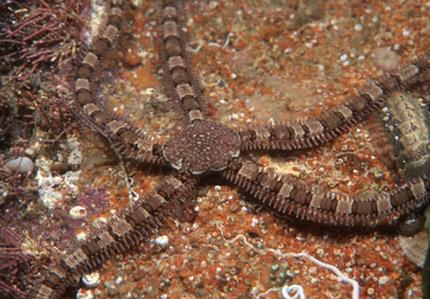 Banded Brittle Star