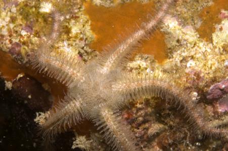 Brittle Star