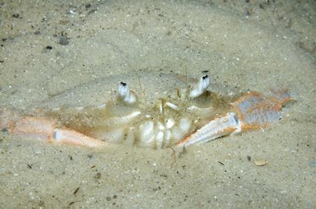 Sand Crab