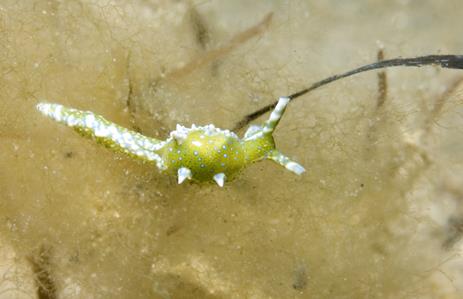 Sap-sucking Sea Slug