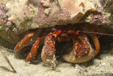 Common Hermit Crab