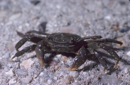 Red-spotted Shore Crab