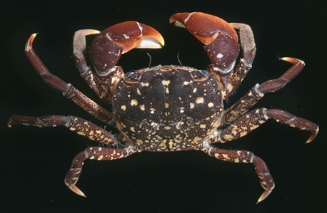 Mottled Shore Crab