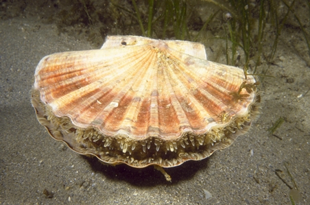 Commercial Scallop