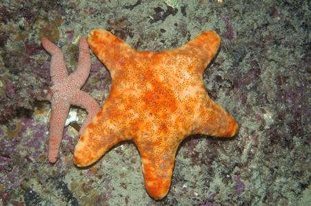 Velvet Seastar