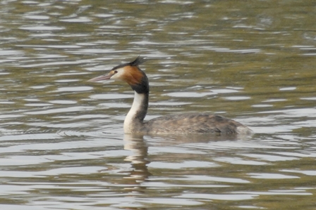 Great Crested Grebe