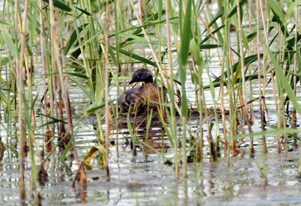 Hoary-headed Grebe