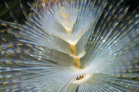 European Fan Worm