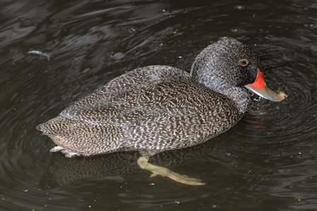 Freckled Duck