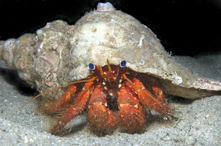 Stridulating Hermit Crab