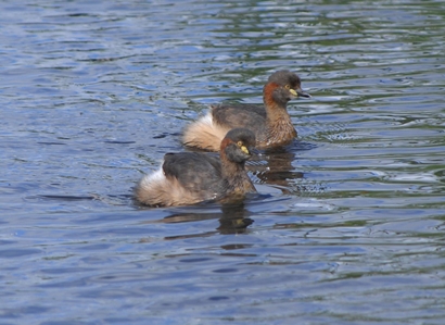 Australasian Grebe