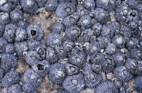 Purple Four-plated Barnacle