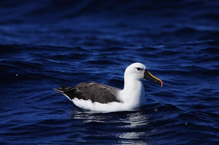 Yellow-nosed Albatross