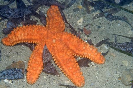 Five-armed Seastar