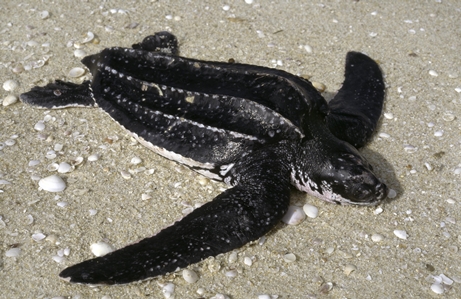 Leatherback Turtle