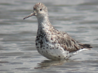 Great Knot