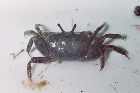 Southern Sentinel Crab