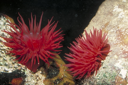 Waratah Anemone