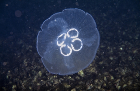 Moon Jellyfish