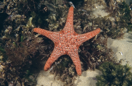 Seastar