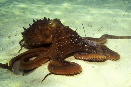 Maori Octopus