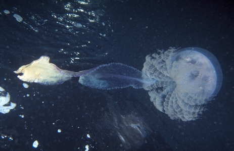 Haekel's Jellyfish