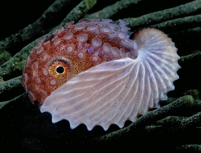 Knobbed Argonaut