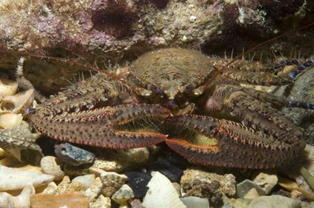 Spiny Porcelain Crab