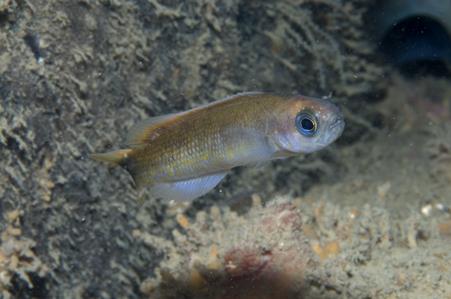 Southern Hulafish
