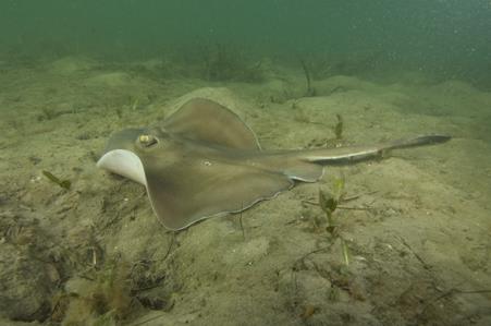 Sparsely-spotted Stingaree