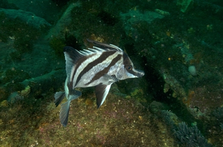 Longsnout Boarfish
