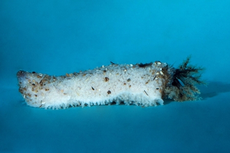 Sea Cucumber