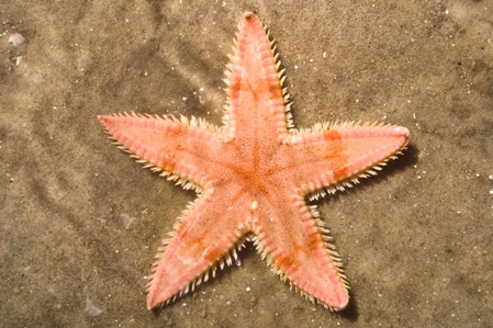 Seastar