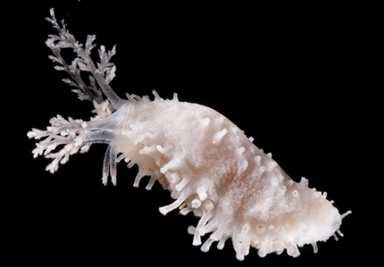 Sea Cucumber