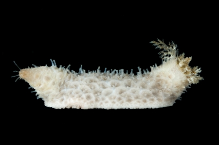 Sea Cucumber