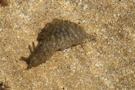 Sea Hare