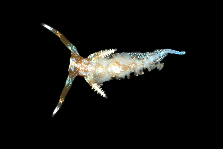 Nudibranch