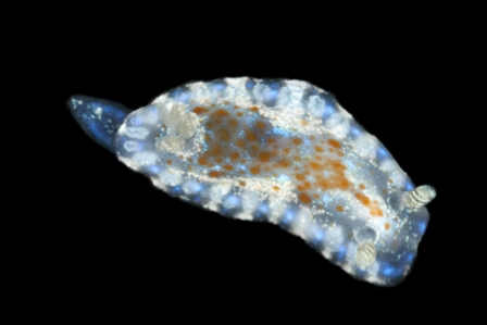 Nudibranch