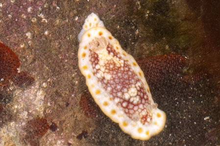 Nudibranch