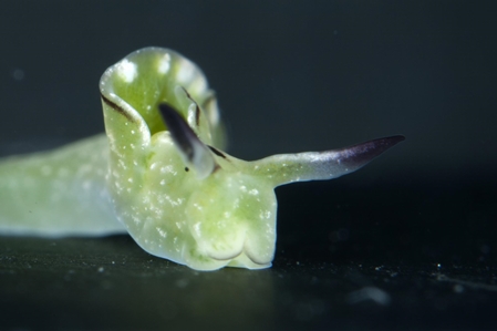 Sap-sucking Sea Slug